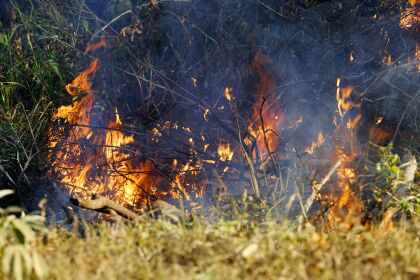 Lúdio Cabral promove audiência pública remota para debater queimadas no Pantanal