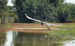 Comissão da ALMT avança em projetos para proteção do Pantanal, da fauna e dos recursos hídricos
