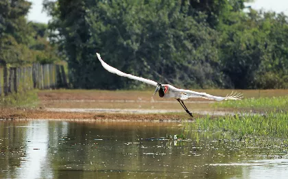 Comissão da ALMT avança em projetos para proteção do Pantanal, da fauna e dos recursos hídricos