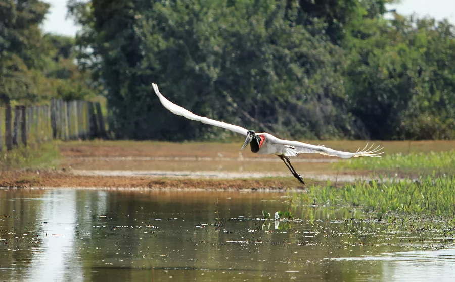 Comissão da ALMT avança em projetos para proteção do Pantanal, da fauna e dos recursos hídricos