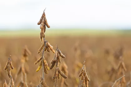 PL  não deixa claro se culturas como a soja poderão ser plantadas na região.
