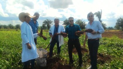 Deputado estadual Delegado Claudinei visita Tangará da Serra e conhece a produção de batata doce.