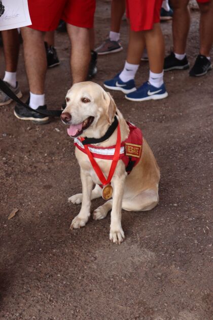 A cão labradora Sheron, de sete anos faz parte da corporação dos Bombeiros