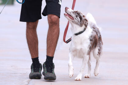 Cães de terapia e de assistência podem ser autorizados a permanecer em locais públicos e privados no Estado