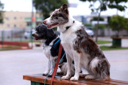 Pessoas com transtornos mentais poderão entrar em espaços públicos com cães de suporte emocional