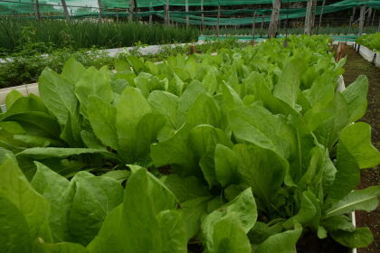 Projeto deverá estimular a permanência dos jovens no campo e a produção sustentável 