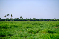 Projeto que prioriza análise do cadastro ambiental em propriedades na margem do rio Araguaia é aprovado na ALMT