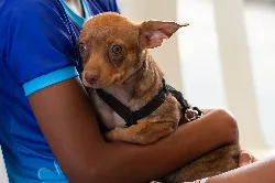 Sábado acontece "Cãominhada Mulher e Pet"