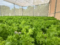 Projeto de aquaponia começa a gerar renda em assentamento de Cuiabá