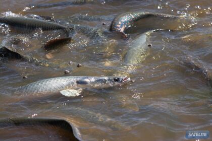 Pesca predatória no Manso está proibida